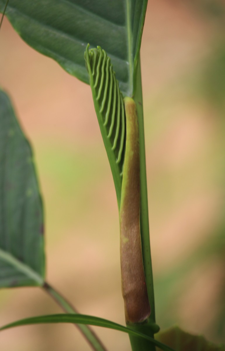 Dillenia triquetra (Rottb.) Gilg